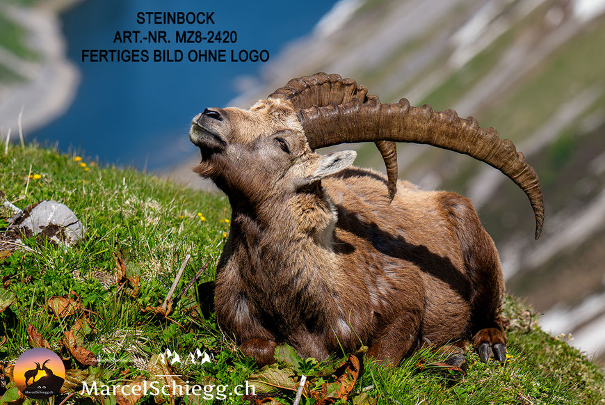 Steinbock, Steinböcke, Alpensteinbock, Leinwandbild Steinböcke