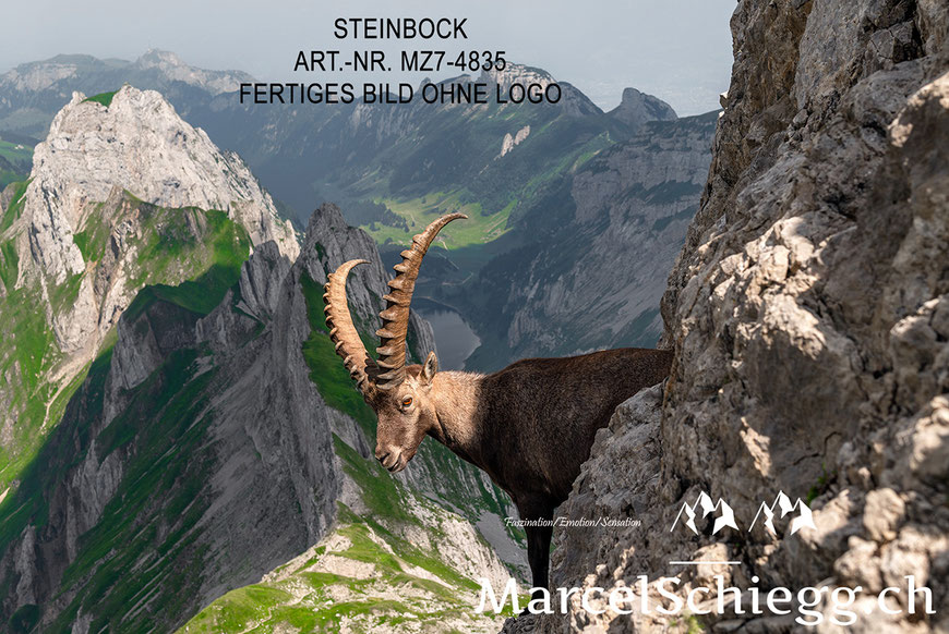 Steinbock, Steinböcke, Alpensteinbock, Alpstein