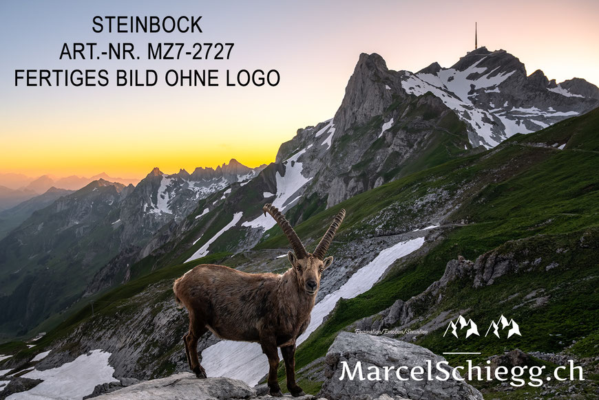 Marcel Schiegg, Fotografie, Steinbock, Steinböcke, Wandbild, Leinwandbild, Marcel Schiegg Fotografie, Rotsteinpass