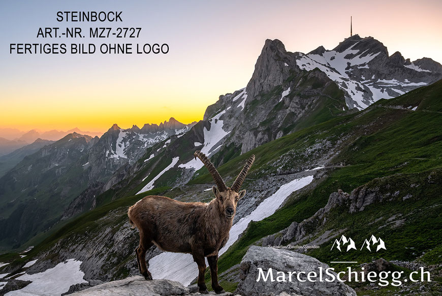 Marcel Schiegg, Fotografie, Steinbock, Steinböcke, Wandbild, Leinwandbild, Marcel Schiegg Fotografie, Rotsteinpass