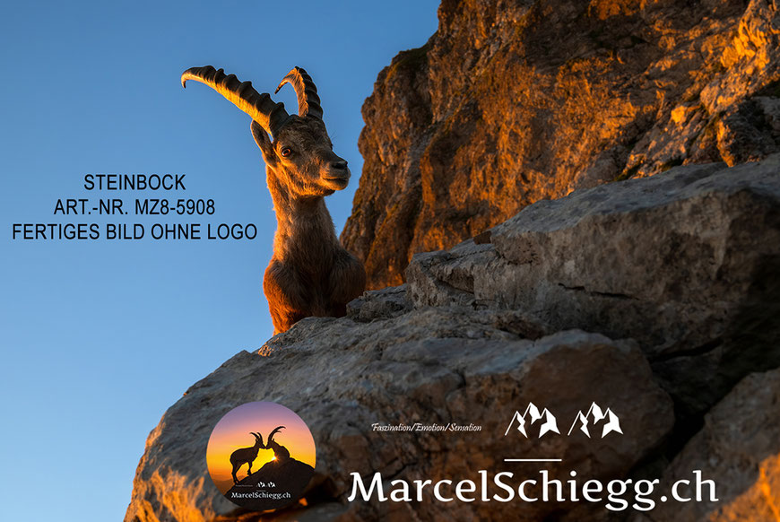 Steinbock, Steinböcke, Alpensteinbock, Marcel Schiegg