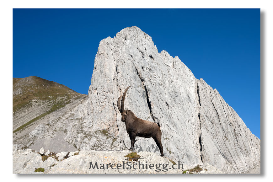 Marcel Schiegg, Fotografie, Steinbock, Steinböcke, Wildtiere, Wildlife, Alpstein, Appenzell, Schweiz, König der Alpen