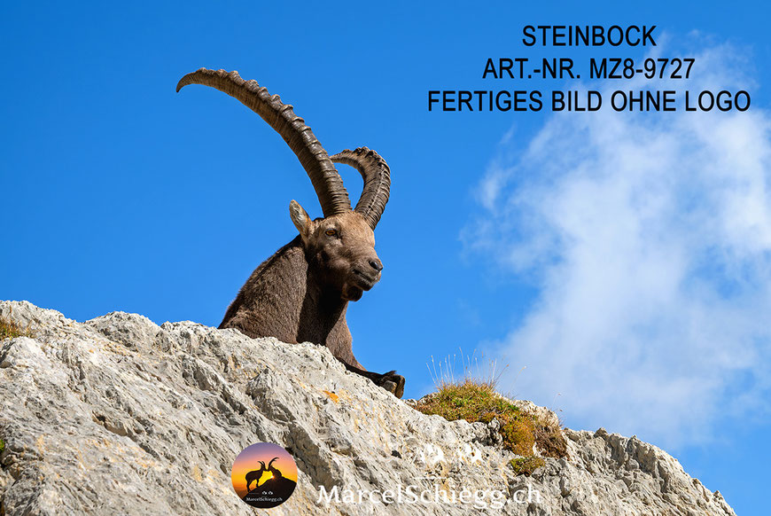 Steinbock, Steinböcke, Alpensteinbock, Steinbock Bilder, Schweizer Alpen, Alpstein Bilder