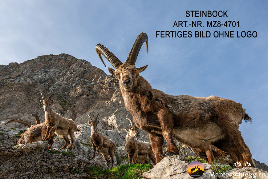 Steinbock, Steinböcke, Alpensteinbock, Steinbock Bilder, Schweizer Alpen, Alpstein Bilder