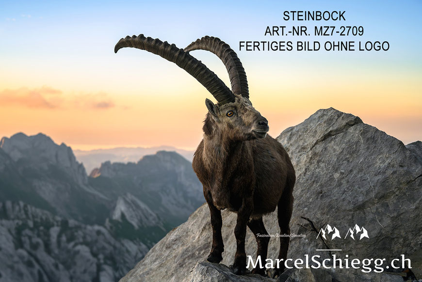 Steinbock, Steinböcke, Wandbild, Marcel Schiegg Fotografie, Alpstein, Rotsteinpass