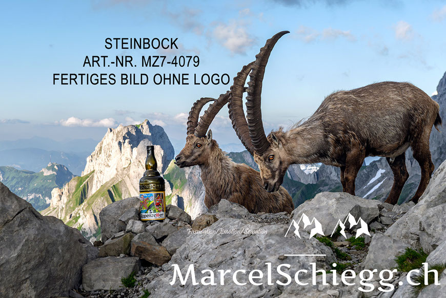 Steinbock, Steinböcke, Alpensteinbock, Appenzeller Alpenbitter, Marcel Schiegg