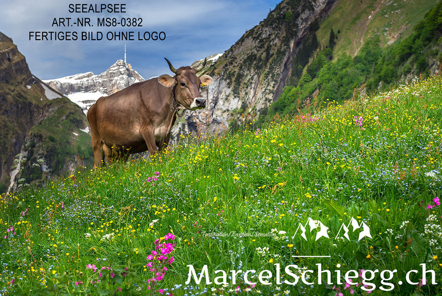 Marcel Schiegg Fotografie, Hornkuh, Braunvieh