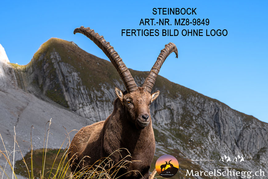Steinbock, Steinböcke, Alpensteinbock, Steinbock Bilder, Schweizer Alpen, Alpstein Bilder