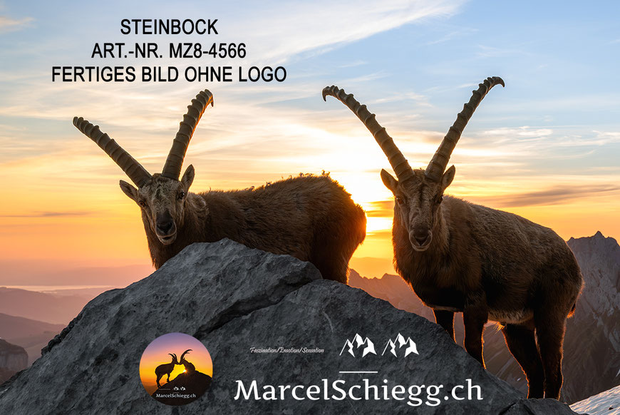 Steinbock, Steinböcke, Alpensteinbock, Marcel Schiegg