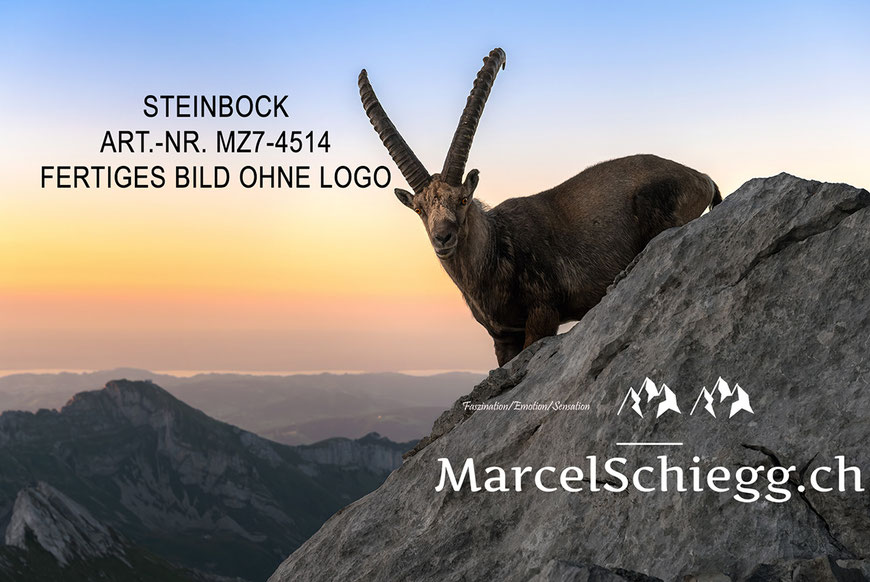 Marcel Schiegg, Steinbock, Steinböcke, Alpensteinbock