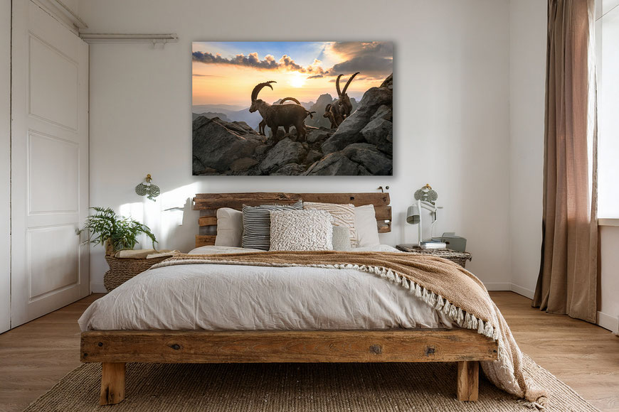 Marcel Schiegg, Fotografie, Steinbock, Steinböcke, Wildtiere, Wildlife, Alpstein, Appenzell, Schweiz, Wandbilder, Dibond, Fineart