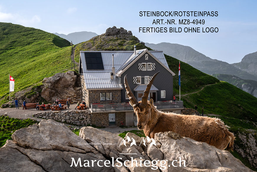 Steinbock, Alpensteinbock, Berggasthaus Rotsteinpass