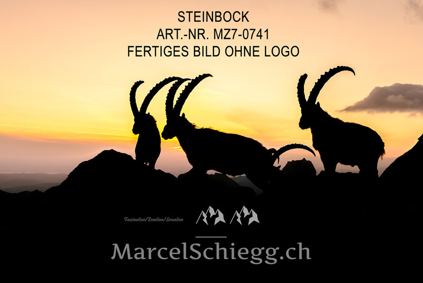 Steinböcke bei Sonnenaufgang