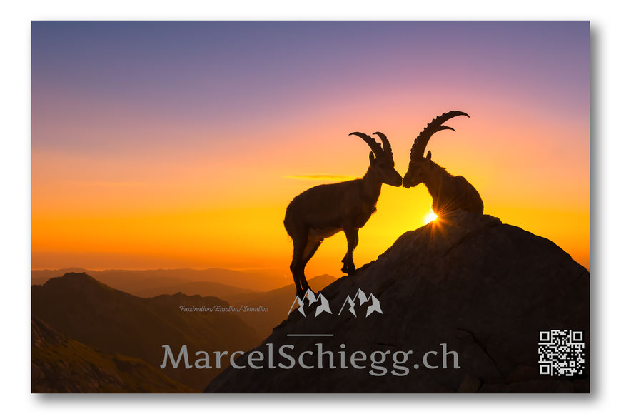 Rotsteinpass, Marcel Schiegg, Steinböcke, Wildtiere, Sonnenaufgang, Alpstein, Appenzell, Appenzellerland, Ebenalp, Schäfler, Säntis, Albert Wyss, Morgenstimmung, Bodensee, Alpen