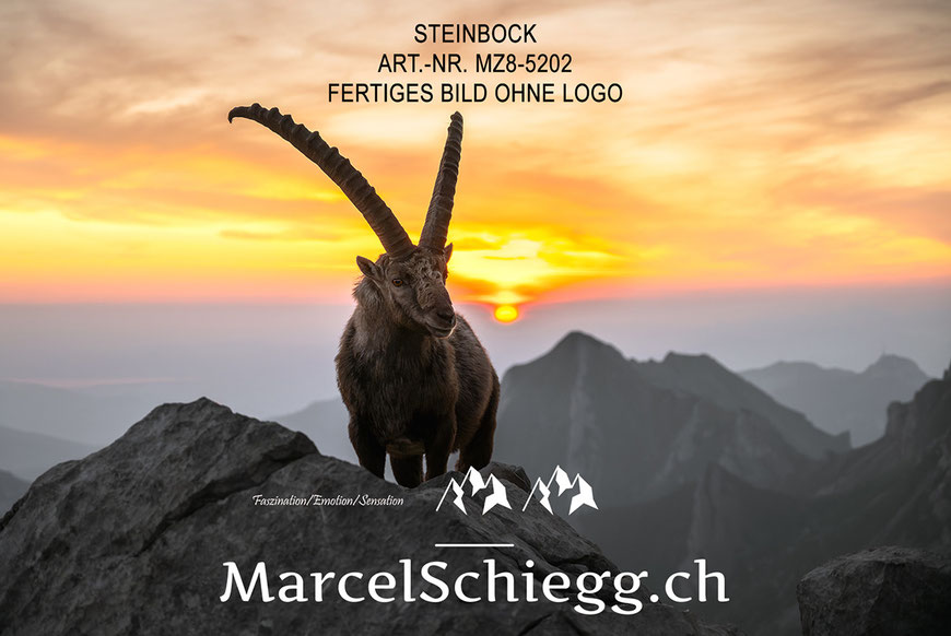 Steinbock, Steinböcke, Steinbock bei Sonnenaufgang