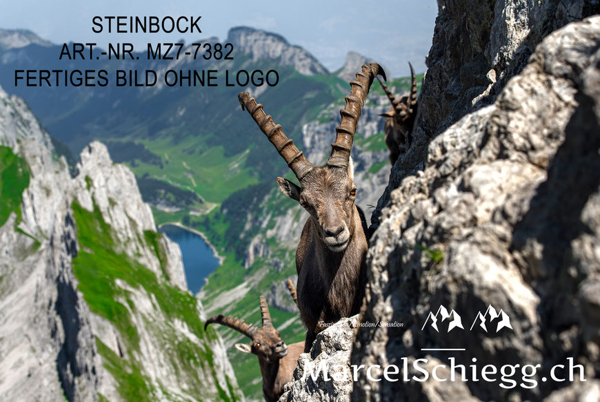 Marcel Schiegg, Fotografie, Steinbock, Steinböcke, Alpensteinbock, Marcel Schiegg Fotografie, Alpstein