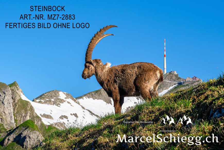 Marcel Schiegg, Fotografie, Steinbock, Steinböcke, Säntis, Wandbild, Leinwandbild, Alu Dibond, Fine Art, Marcel Schiegg Fotografie