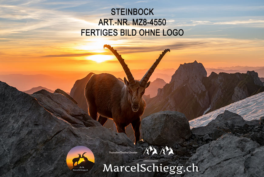 Steinbock, Steinböcke, Alpensteinbock, Marcel Schiegg, Wandbild Steinböcke