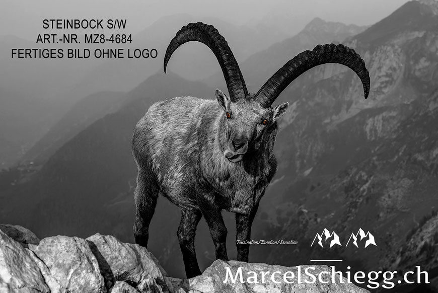 Steinbock, Steinböcke, Alpensteinbock, Wandbild in S/W