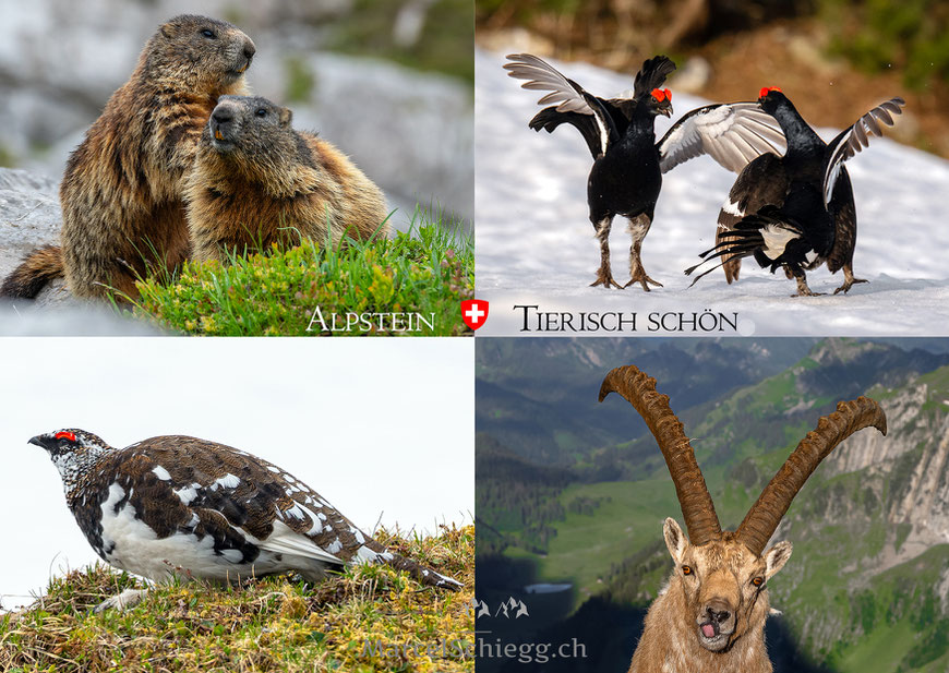 Marcel Schiegg, Fotografie, Kartenverlag, Postkarten, Grusskarten, Schweiz, Wildtiere, Steinbock, Murmetlier, Schneehuhn, Birkhuhn