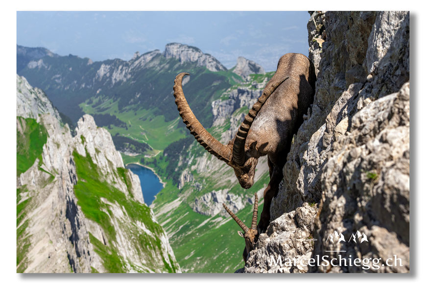 Marcel Schiegg, Alpstein, Steinbock, Steinböcke, Appenzell, Appenzellerland, Hoher Kasten, Fählensee, Bollenwees