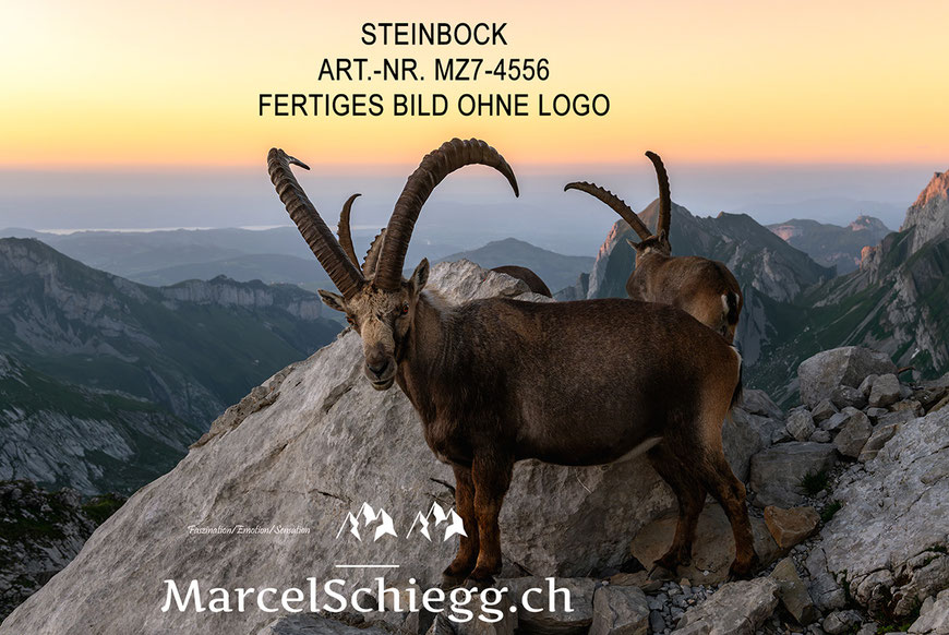 Steinbock bei Sonnenuntergang, Steinböcke, Alpensteinbock, Alpstein