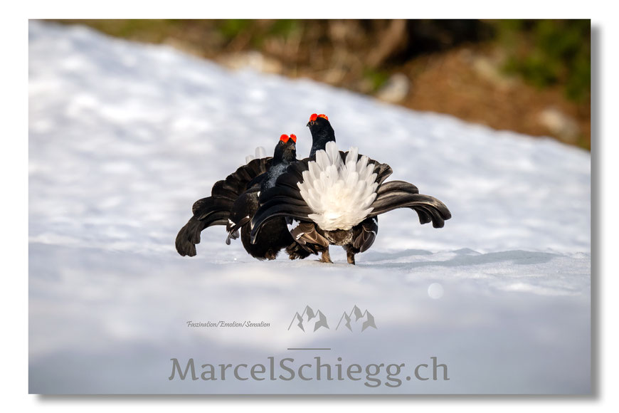 Marcel Schiegg, Fotografie, Birkhuhn, Balzarena, Balzzeit, Wildtiere, Wildlife, Black Grouse