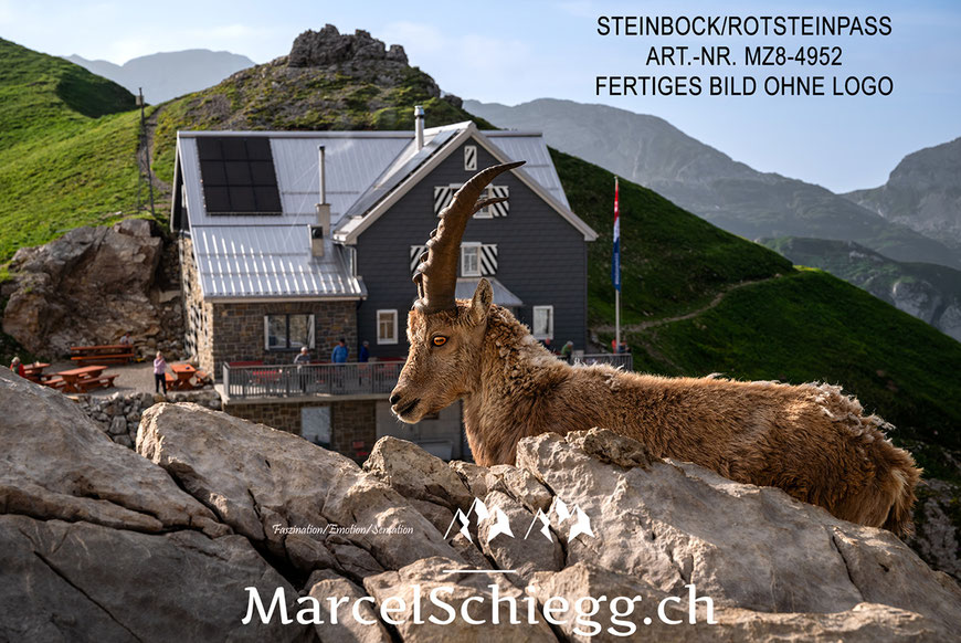 Marcel Schiegg, Steinbock, Alpensteinbock, Berggasthaus Rotsteinpass
