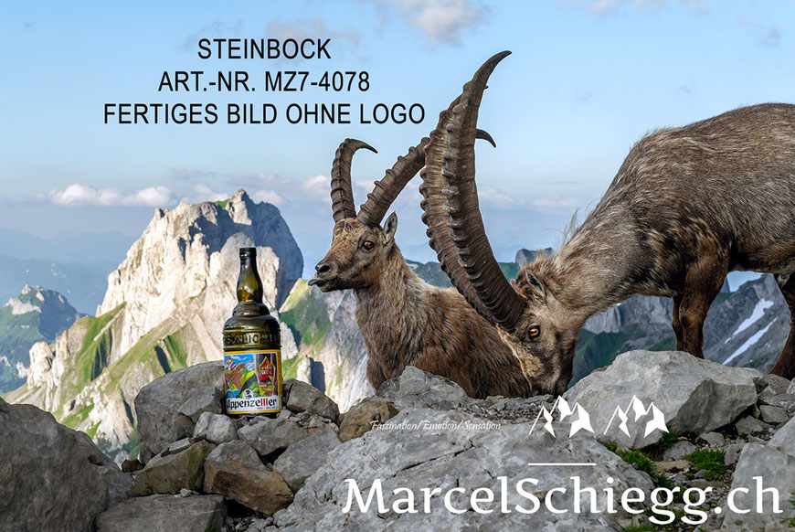 Steinbock, Steinböcke, Alpensteinbock, Appenzeller Alpenbitter, Marcel Schiegg