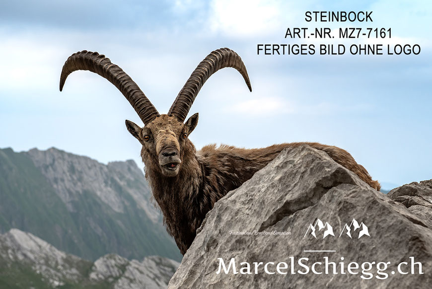 Steinbock, Steinböcke, Alpensteinbock, Marcel Schiegg Fotografie, Alpstein