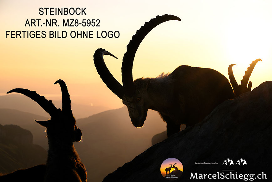 Steinbock, Steinböcke, Alpensteinbock, Steinbock Bilder, Schweizer Alpen, Alpstein Bilder