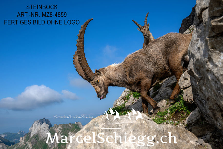 Steinbock, Steinböcke, Alpensteinbock, Marcel Schiegg Fotografie, Alpstein