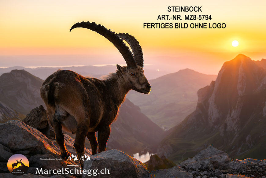 Steinbock, Steinböcke, Alpensteinbock, Leinwandbild Steinböcke