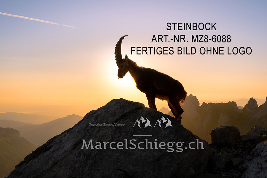 Steinbock, Steinböcke, Alpensteinbock, Marcel Schiegg