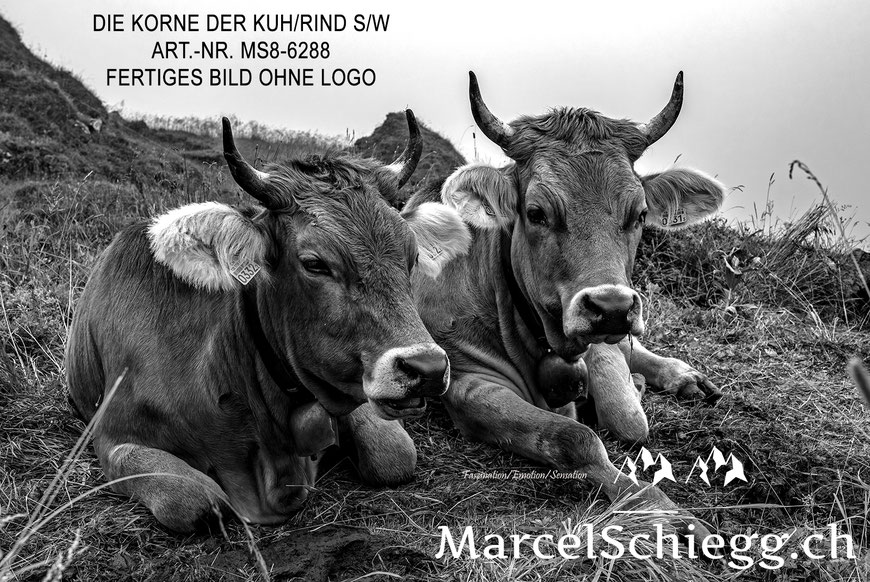 Braunvieh, Rinder, Hörner, Kühe