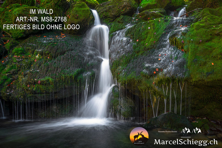 Mystischer Wald, Natur, Wald, Marcel Schiegg Fotografie