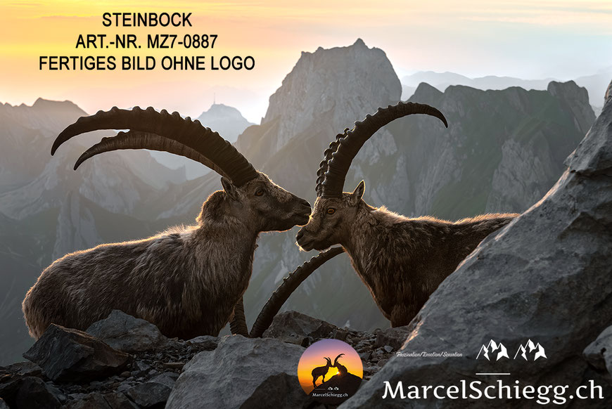 Steinbock, Steinböcke, Alpensteinbock, Leinwandbild Steinböcke