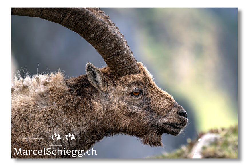 Marcel Schiegg, Marcel Schiegg Photogarphy, Wildlife, Steinbock, Steinböcke, Alpensteinbock, Nahaufnahme