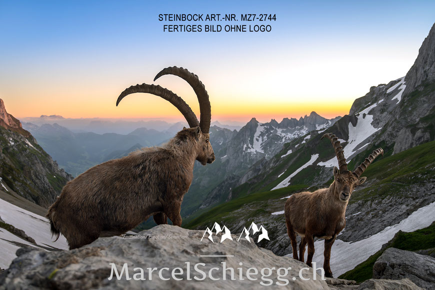 Marcel Schiegg, Wandbild, Spannbild, Wanddekoration, Appenzell, Appenzellerland, Raumakustik, LED Wandbild, Shop, Leinwandbild, Steinbock, Alpstein, Dibond Finerart