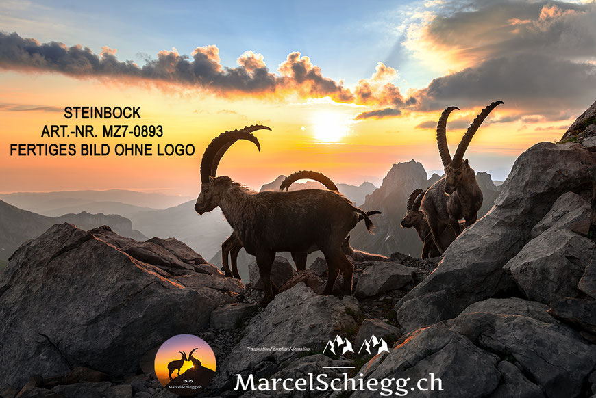 Steinbock, Steinböcke, Steinbock bei Sonnenaufgang, Leinwandbild Steinbock, Wandbilder Steinböcke