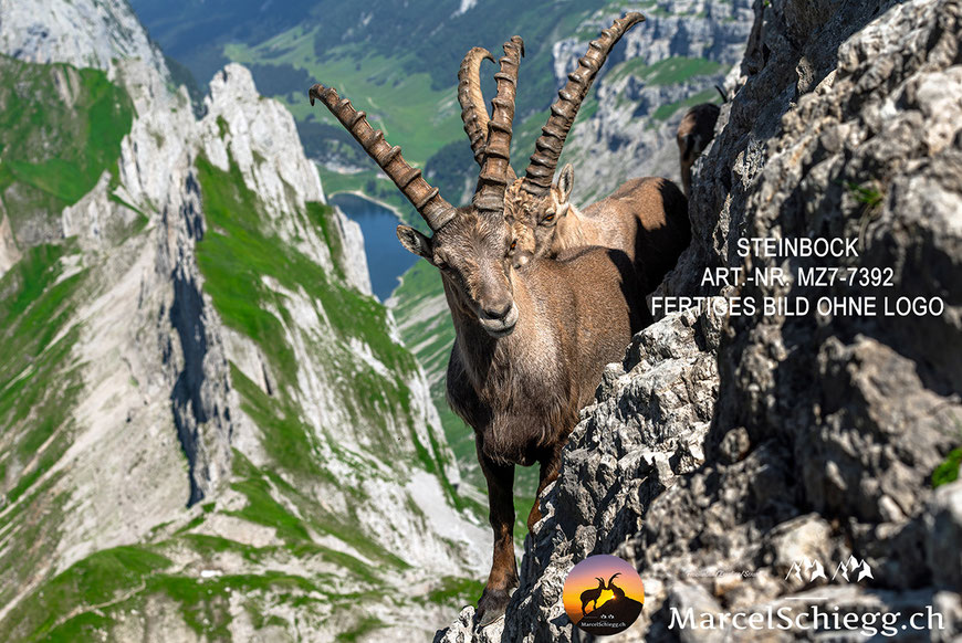 Steinbock, Steinböcke, Alpensteinbock, Marcel Schiegg