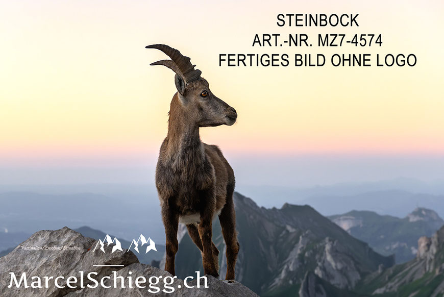 Steinbock, Steinböcke, Alpensteinbock, Alpstein
