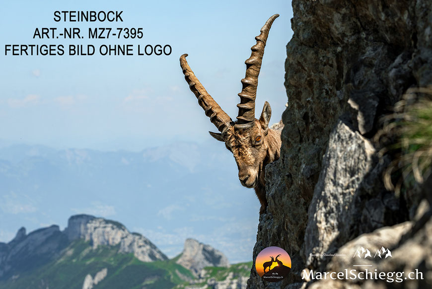 Steinbock, Steinböcke, Alpensteinbock, Steinbock Bilder, Schweizer Alpen, Alpstein Bilder