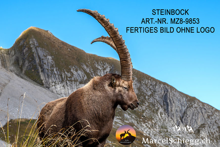 Steinbock, Steinböcke, Alpensteinbock, Steinbock Bilder, Schweizer Alpen, Alpstein Bilder