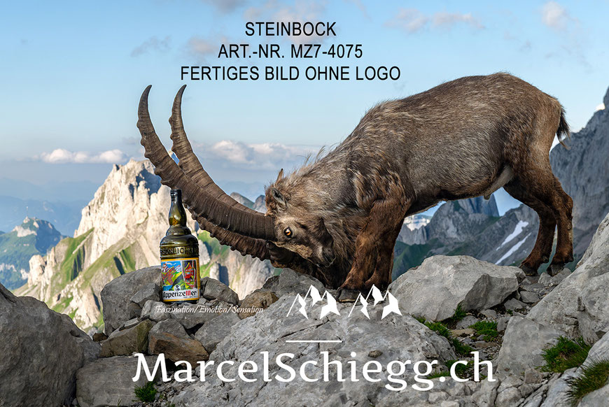 Steinbock, Steinböcke, Alpensteinbock, Marcel Schiegg Fotografie, Alpstein