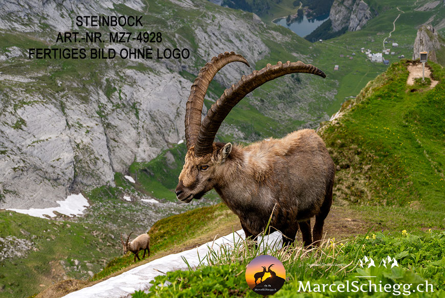 Steinbock, Steinböcke, Alpensteinbock, Marcel Schiegg, Bilder Alpensteinbock