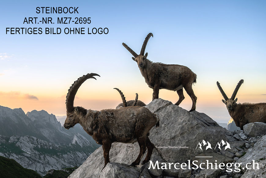 Steinbock, Steinböcke, Marcel Schiegg Fotografie, Rotsteinpass