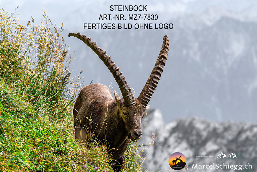 Steinbock, Steinböcke, Alpensteinbock, Marcel Schiegg