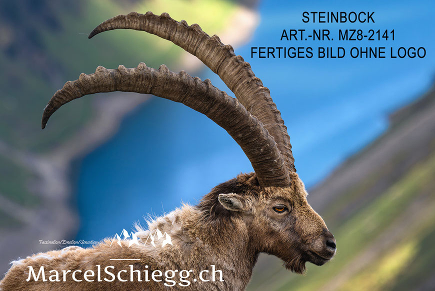Steinbock, Steinböcke, Alpensteinbock, Alpstein