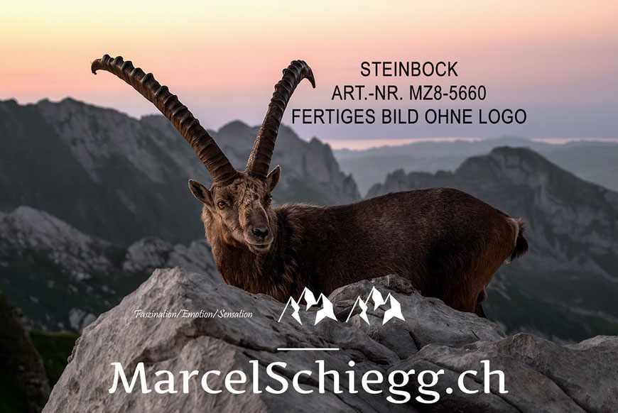 Steinbock, Steinböcke, Alpensteinbock, Marcel Schiegg
